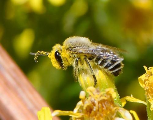 Réf. 248 455 : Colletes sp.